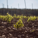 Grasevina Kutijevo Vinarija